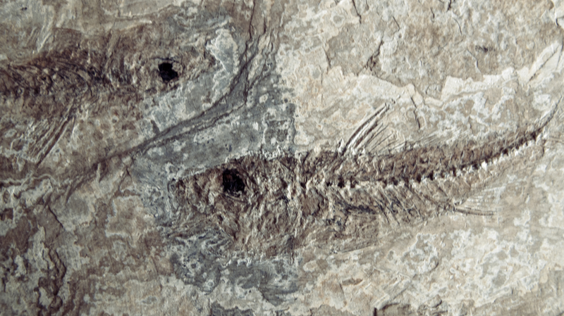 Ancient Fish Mystery Unlocked with 3D Tech Ancient_Fish_Mystery_Unlocked_with_3D_Tech