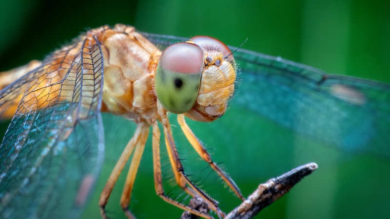 Animal_Brains_Fuel_Innovation_in_Tech___Conservation