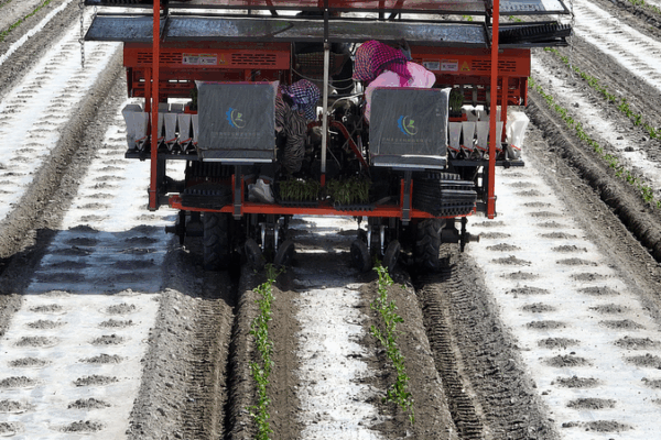 BeiDou Empowers Tech-Driven Tomato Transplantation in Xinjiang BeiDou_Empowers_Tech_Driven_Tomato_Transplantation_in_Xinjiang video poster