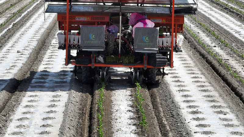 BeiDou_Empowers_Tech_Driven_Tomato_Transplantation_in_Xinjiang video poster
