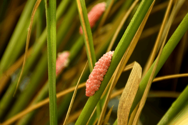 Biocontrol Backfires: Invasive Weeds Team Up to Thrive Biocontrol_Backfires__Invasive_Weeds_Team_Up_to_Thrive