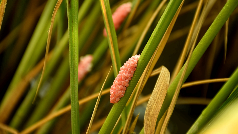 Biocontrol_Backfires__Invasive_Weeds_Team_Up_to_Thrive - Namaste Headlines Biocontrol_Backfires__Invasive_Weeds_Team_Up_to_Thrive