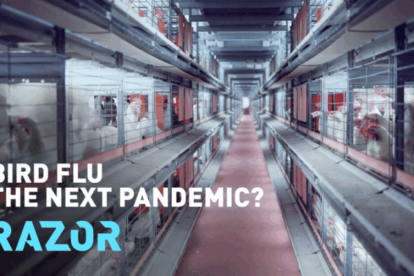 Bird Flu Alert: Could H5N1 Spark the Next Pandemic? Bird_Flu_Alert__Could_H5N1_Spark_the_Next_Pandemic_ video poster