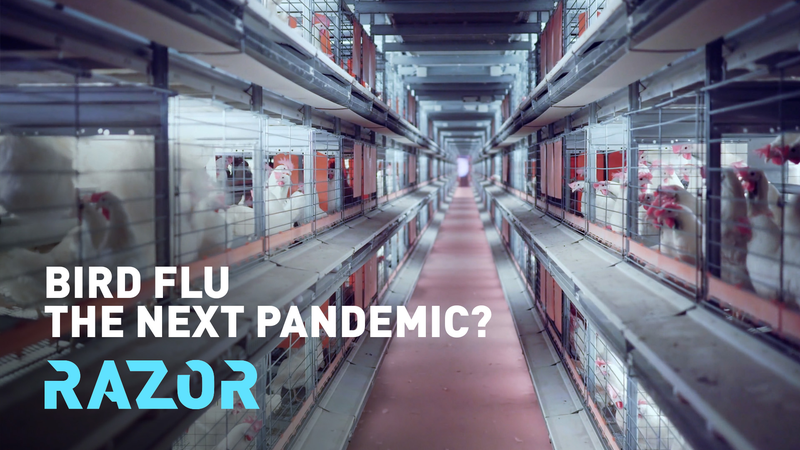 Bird_Flu_Alert__Could_H5N1_Spark_the_Next_Pandemic__poster - Namaste Headlines Bird_Flu_Alert__Could_H5N1_Spark_the_Next_Pandemic_ video poster