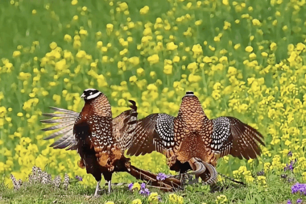 Birdwatching Boom: Seniors Embrace Nature on the Chinese Mainland Birdwatching_Boom__Seniors_Embrace_Nature_on_the_Chinese_Mainland video poster