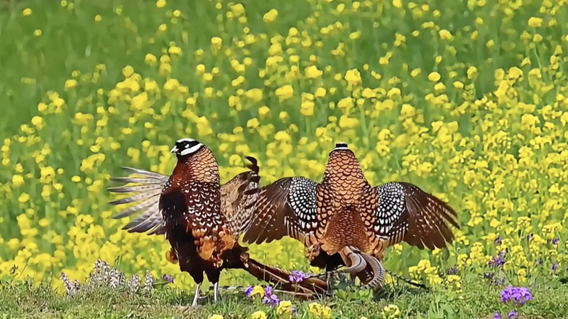 Birdwatching_Boom__Seniors_Embrace_Nature_on_the_Chinese_Mainland video poster