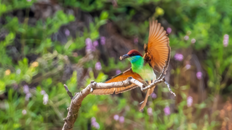 Blue-Throated Bee-Eater: Nature’s Aerial Ace Blue_Throated_Bee_Eater__Nature_s_Aerial_Ace