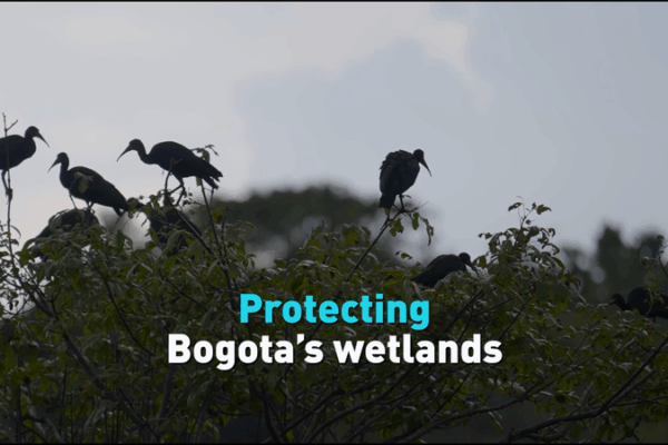 Bogota’s Water Crisis Sparks Efforts to Save Wetlands Bogota_s_Water_Crisis_Sparks_Efforts_to_Save_Wetlands video poster
