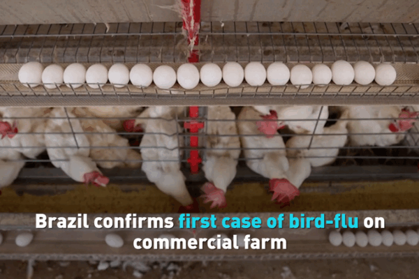 Brazil’s Bird-Flu Outbreak Stuns Poultry Trade Brazil_s_Bird_Flu_Outbreak_Stuns_Poultry_Trade video poster