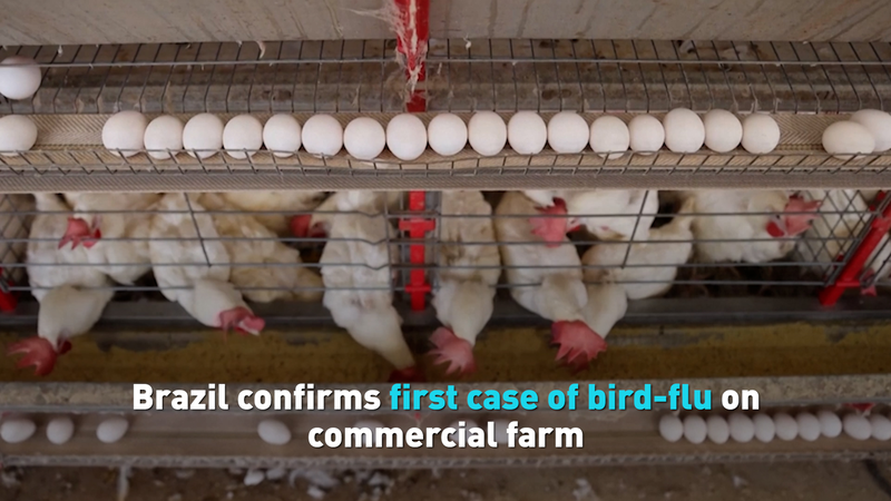 Brazil_s_Bird_Flu_Outbreak_Stuns_Poultry_Trade video poster