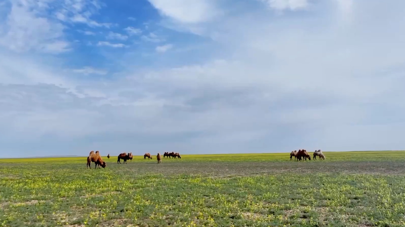 Camel Caravan Magic: 10,000 Camels Head to Summer Pastures Camel_Caravan_Magic__10_000_Camels_Head_to_Summer_Pastures video poster