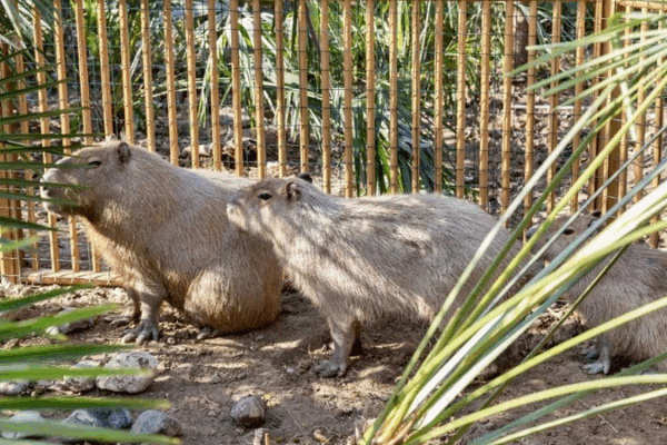 Capybara Caper: Doubao’s Great Escape & Reward for Clues Capybara_Caper__Doubao_s_Great_Escape___Reward_for_Clues