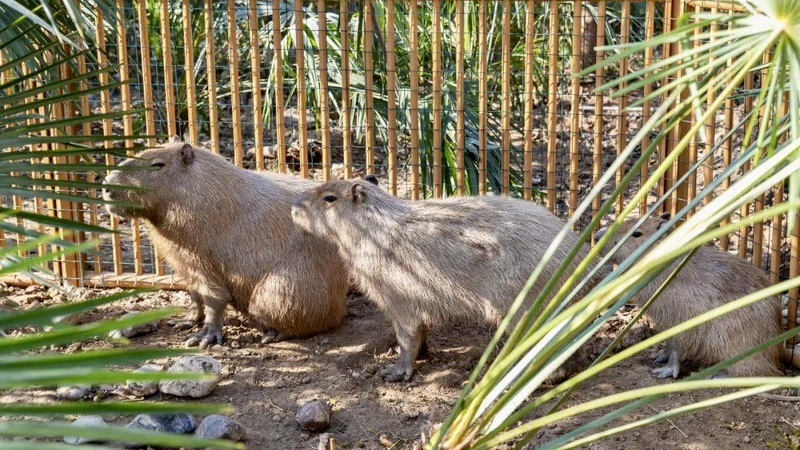 Capybara_Caper__Doubao_s_Great_Escape___Reward_for_Clues