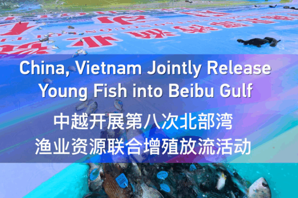 China & Vietnam Unite to Rejuvenate Beibu Gulf Ecosystem China___Vietnam_Unite_to_Rejuvenate_Beibu_Gulf_Ecosystem video poster
