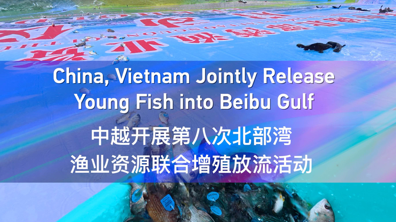 China___Vietnam_Unite_to_Rejuvenate_Beibu_Gulf_Ecosystem video poster