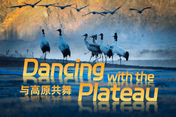 Dancing with the Plateau: A 4K Nature Odyssey Dancing_with_the_Plateau__A_4K_Nature_Odyssey video poster