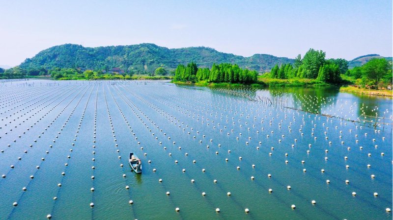 Deqing_s_Aquaculture_Gem_Earns_Global_Recognition