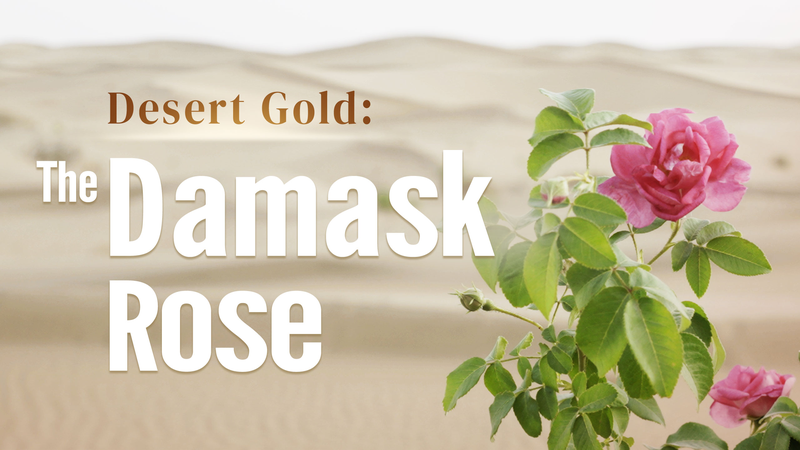 Desert Gold: Damask Roses Illuminate the Arid Edge Desert_Gold__Damask_Roses_Illuminate_the_Arid_Edge video poster