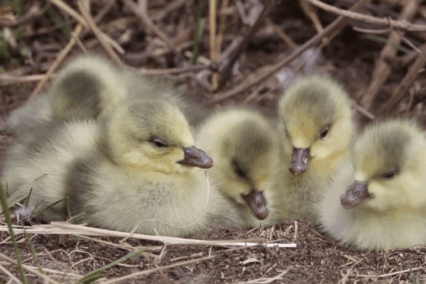 Duck Egg Island: Yellow River’s Lively Bird Nursery Duck_Egg_Island__Yellow_River_s_Lively_Bird_Nursery video poster