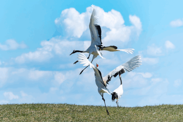 Elegant Crane Dance Wins Hearts in Qiqihar Elegant_Crane_Dance_Wins_Hearts_in_Qiqihar