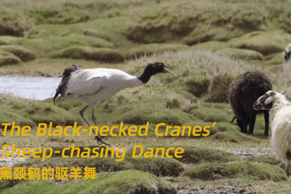 Feathered Frenzy: Cranes’ Epic Sheep-Chasing Dance on Biodiversity Day Feathered_Frenzy__Cranes__Epic_Sheep_Chasing_Dance_on_Biodiversity_Day video poster