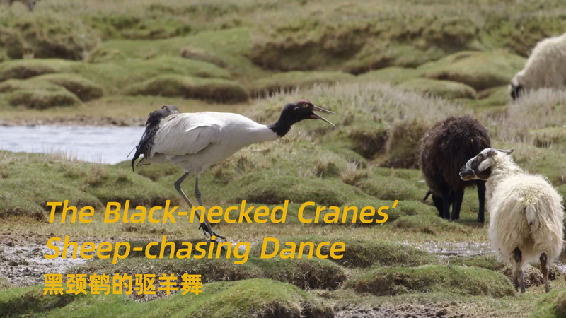 Feathered_Frenzy__Cranes__Epic_Sheep_Chasing_Dance_on_Biodiversity_Day video poster