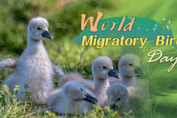 Feathered Travelers: Celebrating World Migratory Bird Day Feathered_Travelers__Celebrating_World_Migratory_Bird_Day