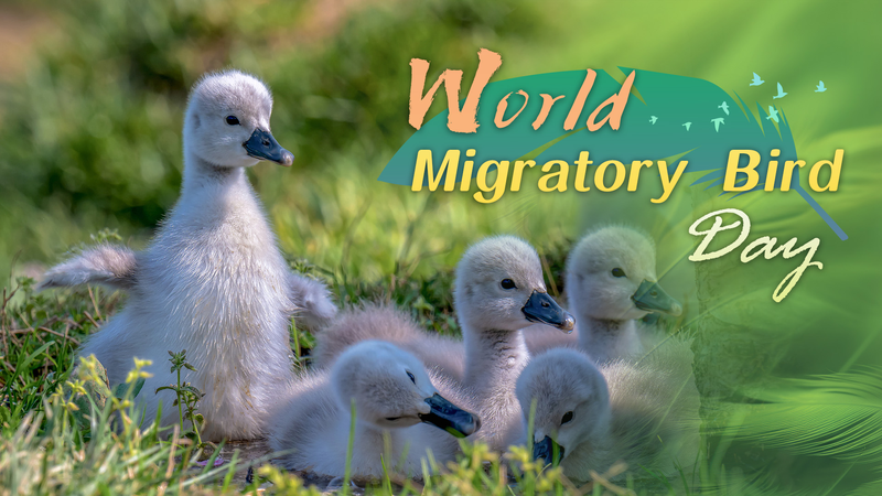 Feathered_Travelers__Celebrating_World_Migratory_Bird_Day