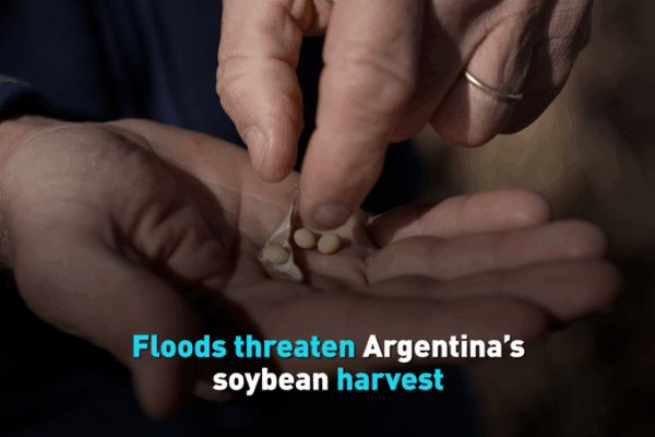 Floods Threaten Argentina’s Soybean Outlook Floods_Threaten_Argentina_s_Soybean_Outlook video poster