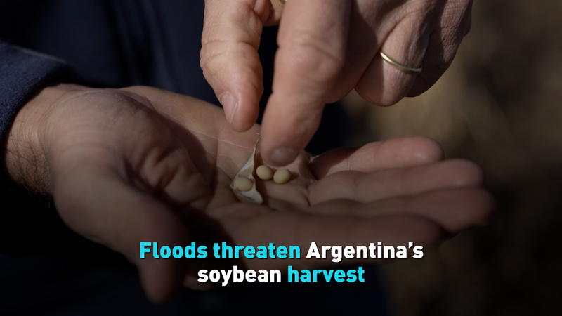 Floods_Threaten_Argentina_s_Soybean_Outlook video poster