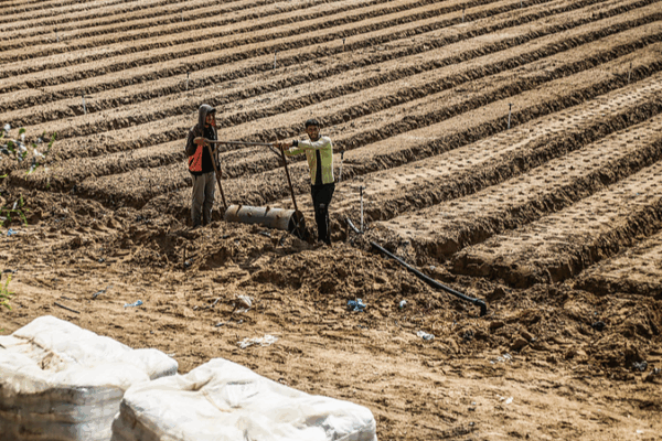 Gaza Farmland Crisis: Less Than 5% Remains Usable Gaza_Farmland_Crisis__Less_Than_5__Remains_Usable