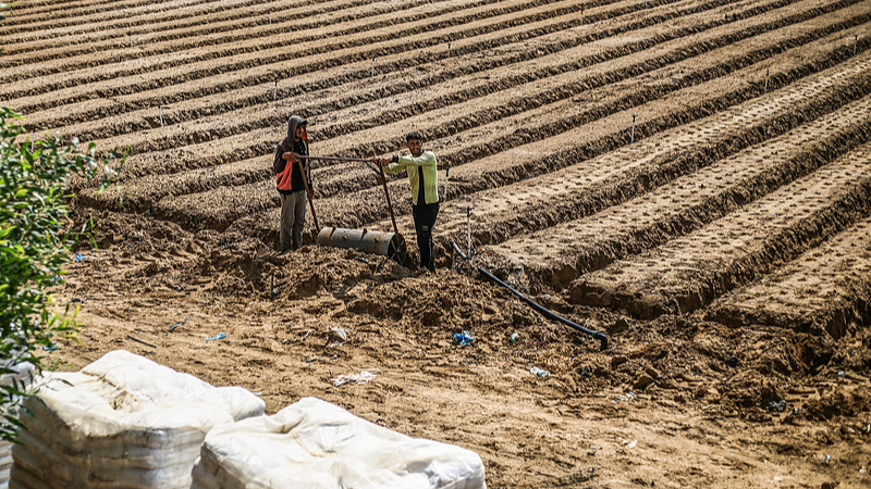 Gaza_Farmland_Crisis__Less_Than_5__Remains_Usable - Namaste Headlines Gaza_Farmland_Crisis__Less_Than_5__Remains_Usable