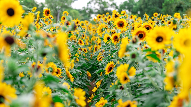 Golden Blooms: Shenzhen Sunflower Field Shines Bright Golden_Blooms__Shenzhen_Sunflower_Field_Shines_Bright