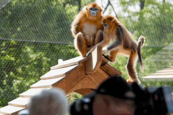 Golden Snub-Nosed Monkeys Charm Europe Golden_Snub_Nosed_Monkeys_Charm_Europe