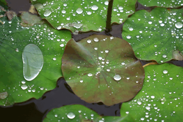 Heavy Rain & Flood Alerts on the Chinese Mainland Heavy_Rain___Flood_Alerts_on_the_Chinese_Mainland