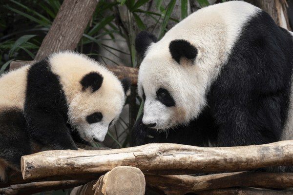 Hong Kong’s Adorable Panda Twins: Meet Jia Jia & De De Hong_Kong_s_Adorable_Panda_Twins__Meet_Jia_Jia___De_De