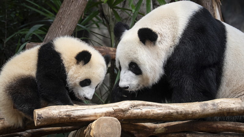 Hong_Kong_s_Adorable_Panda_Twins__Meet_Jia_Jia___De_De