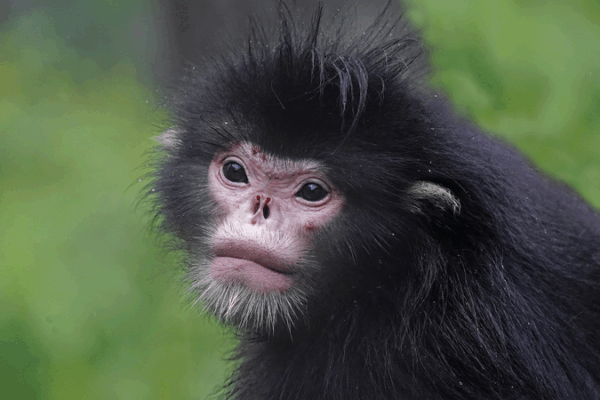 Infrared Cameras Reveal 71 Wild Species at Yunnan Reserve Infrared_Cameras_Reveal_71_Wild_Species_at_Yunnan_Reserve video poster