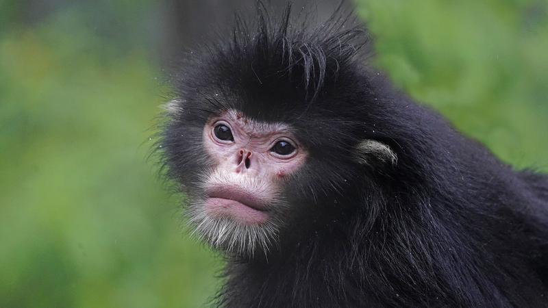 Infrared_Cameras_Reveal_71_Wild_Species_at_Yunnan_Reserve video poster