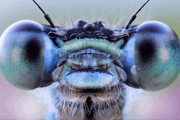 Insect-Inspired AI Vision: A Glimpse into Tomorrow Insect_Inspired_AI_Vision__A_Glimpse_into_Tomorrow