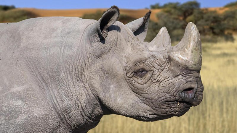 Kenya Translocates 21 Rhinos for Bold Conservation Effort Kenya_Translocates_21_Rhinos_for_Bold_Conservation_Effort