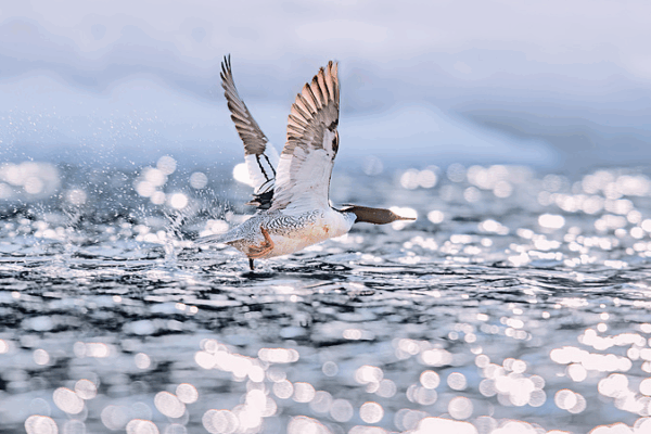 Leap_of_Life__Chinese_Merganser_Chicks_Hatch_on_Changbai_Mountain_poster - Namaste Headlines Leap_of_Life__Chinese_Merganser_Chicks_Hatch_on_Changbai_Mountain video poster