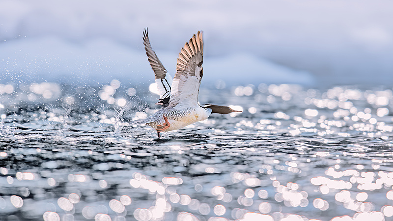 Leap_of_Life__Chinese_Merganser_Chicks_Hatch_on_Changbai_Mountain video poster