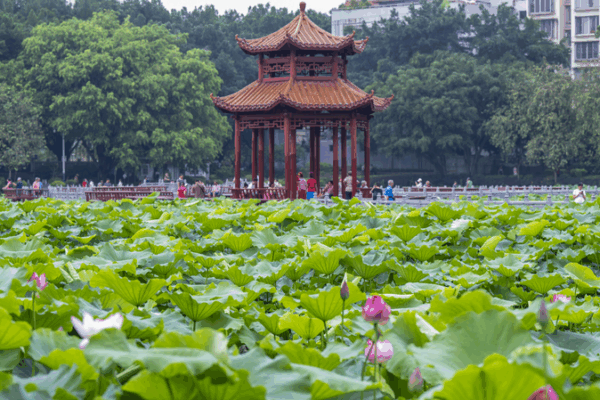 Lotus Magic at Pantang Park: Wuzhou’s Summer Escape Lotus_Magic_at_Pantang_Park__Wuzhou_s_Summer_Escape