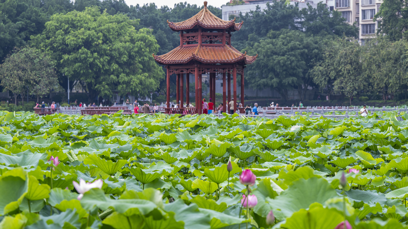 Lotus_Magic_at_Pantang_Park__Wuzhou_s_Summer_Escape