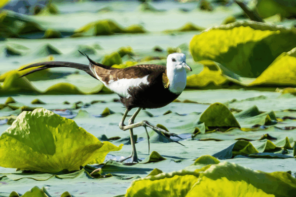 Lotus Pond Becomes a Haven for Water Phoenixes Lotus_Pond_Becomes_a_Haven_for_Water_Phoenixes