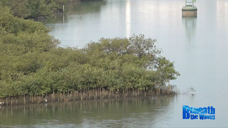 Mangrove Magic: Chinese Mainland & Indonesia Unite for Coastal Wildlife Mangrove_Magic__Chinese_Mainland___Indonesia_Unite_for_Coastal_Wildlife video poster