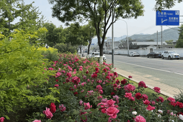 Mentougou’s 21km Rose Avenue Blooms & Attracts Crowds Mentougou_s_21km_Rose_Avenue_Blooms___Attracts_Crowds video poster