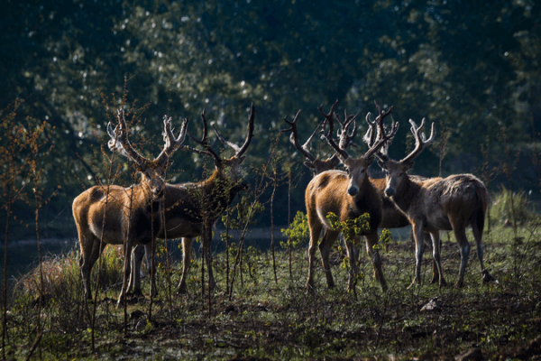 Milu Deer Duel in Dongting Lake: Tech Meets Nature Milu_Deer_Duel_in_Dongting_Lake__Tech_Meets_Nature video poster