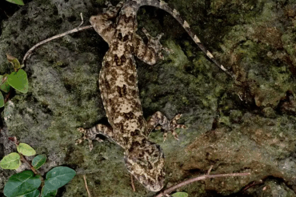 New Dark Green Gecko Discovery in Hainan Rainforest New_Dark_Green_Gecko_Discovery_in_Hainan_Rainforest